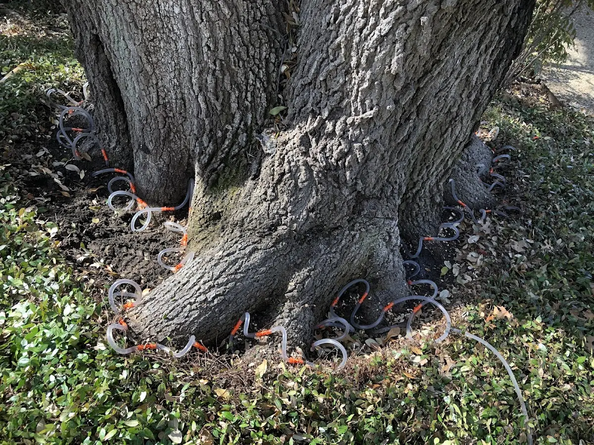 Detailed Tree Cabling and Bracing job site in Hobgood
