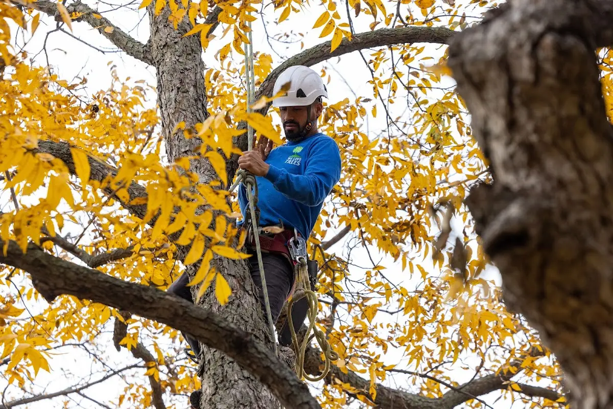 Skilled Tree Pruning crew working in Hobgood